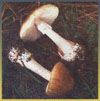 Бледная поганка — смертельно ядовитый гриб. В любом возрасте, любой цветовой разновидности, ядовиты все части гриба, отваривание, засол,сушка не уничтожают ядо- витых свойств. Грибы содержат яды альфа и бета-аманитины, фаллоидин, фаллаин и другие.